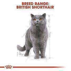 ROYAL CANIN - Cat Food British Short Hair 12X85G