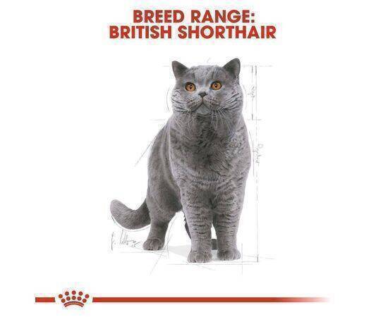 ROYAL CANIN - Cat Food Adult Pro FBN British Short Hair 13KG